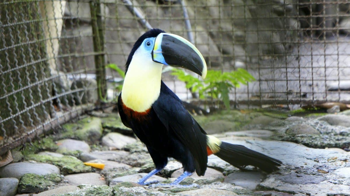 Visita al Zoológico de Cali
