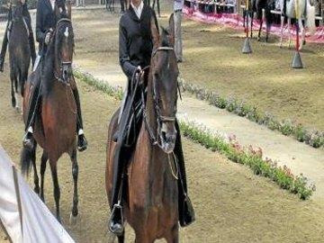 Tour equino en Medellín