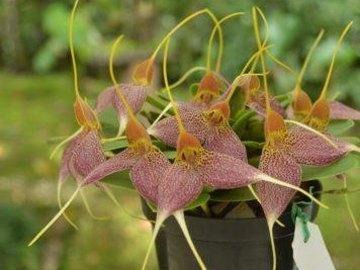 Tour de orquídeas entre flores