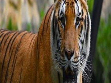Visita al Zoológico de Cali