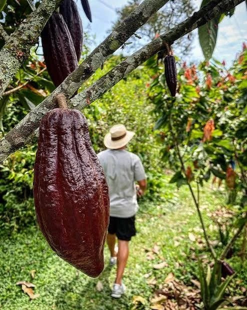 La Esencia del Cacao en Pereira