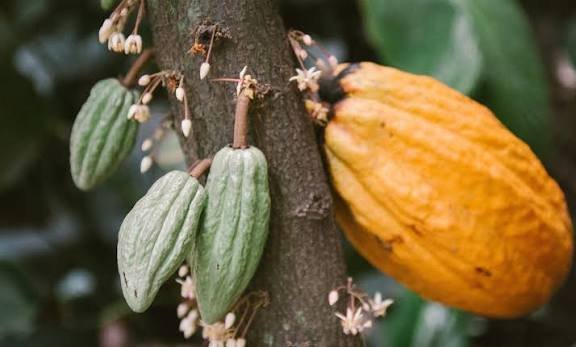 La Esencia del Cacao en Pereira 3