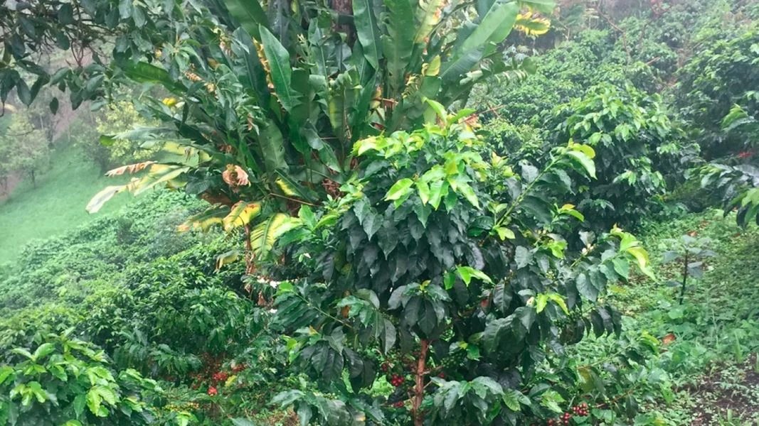 Tour del café en Envigado 2