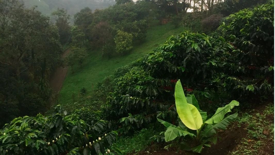 Tour del café en Envigado 3