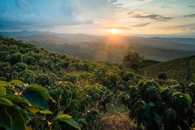 Manizales, Mirador de Tierras Cafeteras