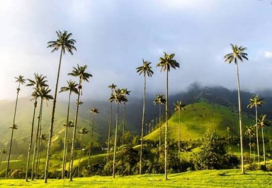 Salento y Valle del Cocora 2