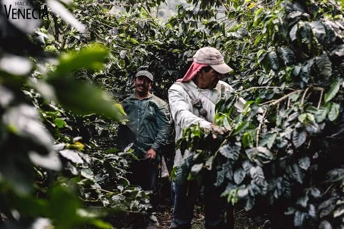 Tour de Café Hacienda Venecia 2